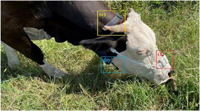 Recognition of Cattle's Feeding Behaviors Using Noseband Pressure Sensor With Machine Learning